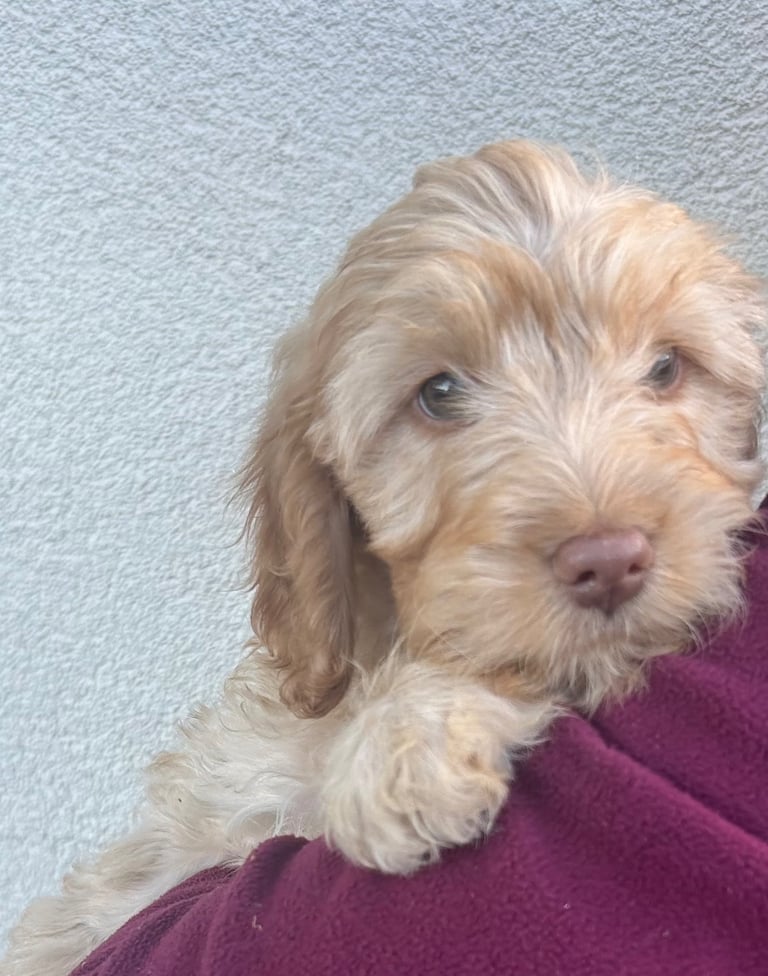 Beautiful Cockerpoo Puppies