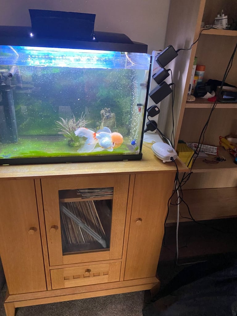 Goldfish