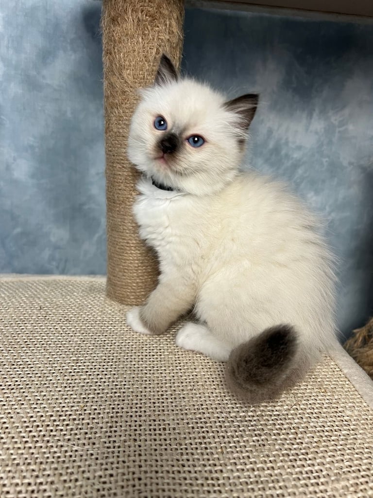 Ready Beautiful Ragdoll Kittens Blue Mitted and Chocolate Mitted