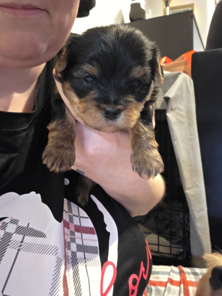 Biewer/Yorkie