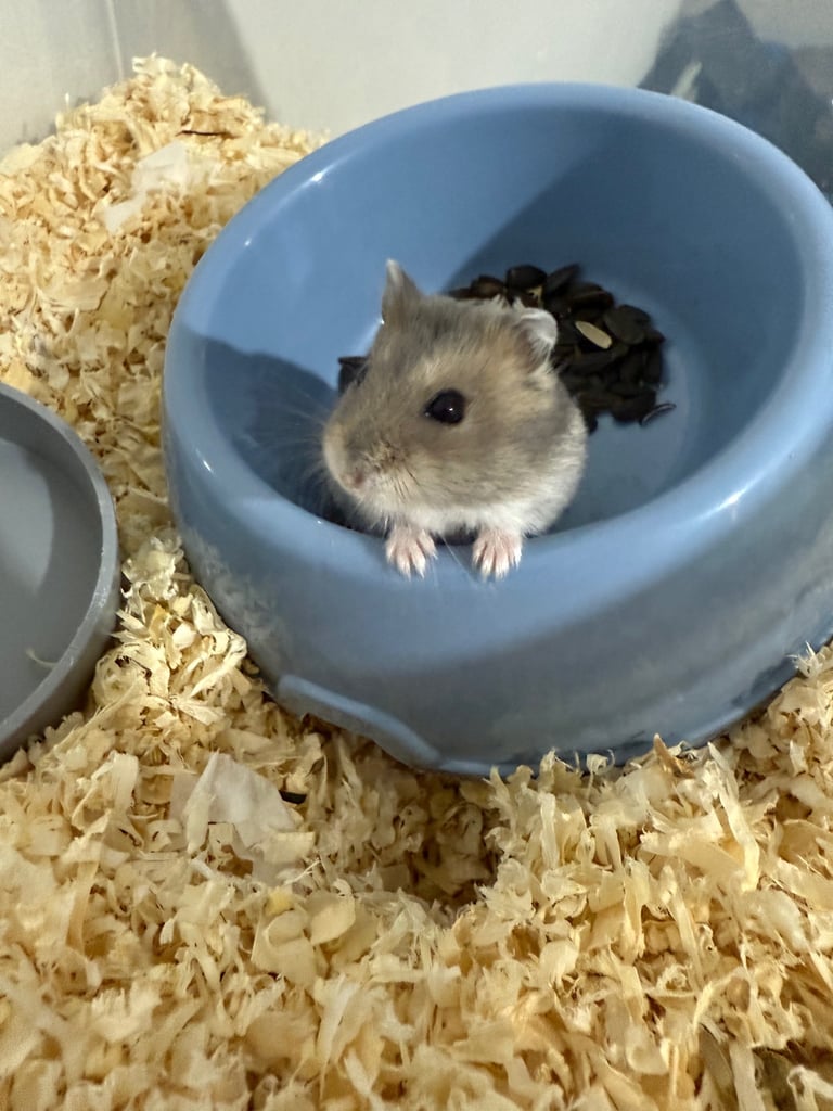 Russian dwarf hamster 