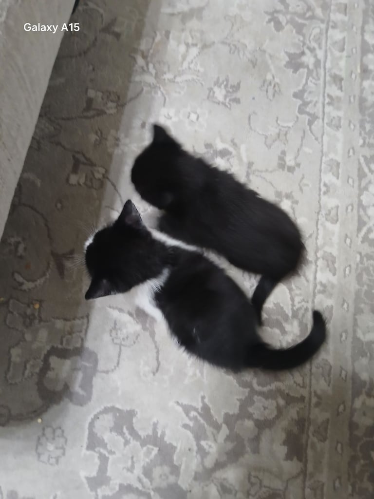 Beautiful mixed black and white ragdolls