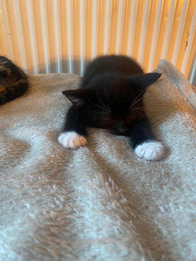 2 black and white kittens available 