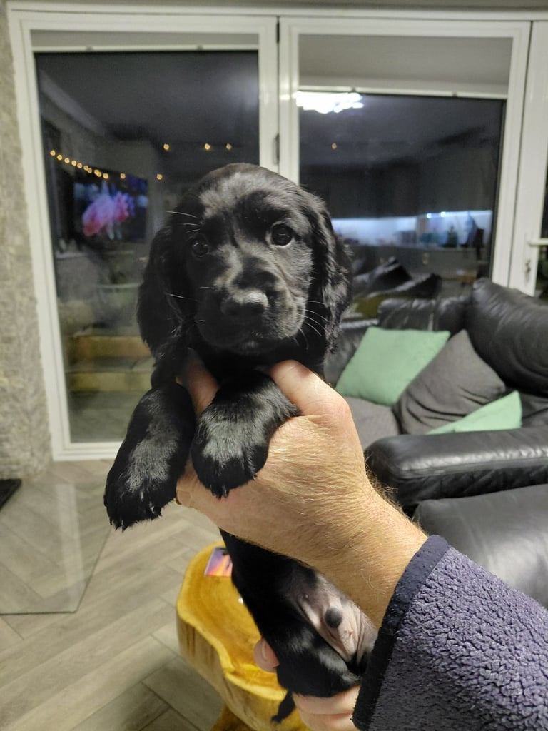 Cocker spaniel puppies