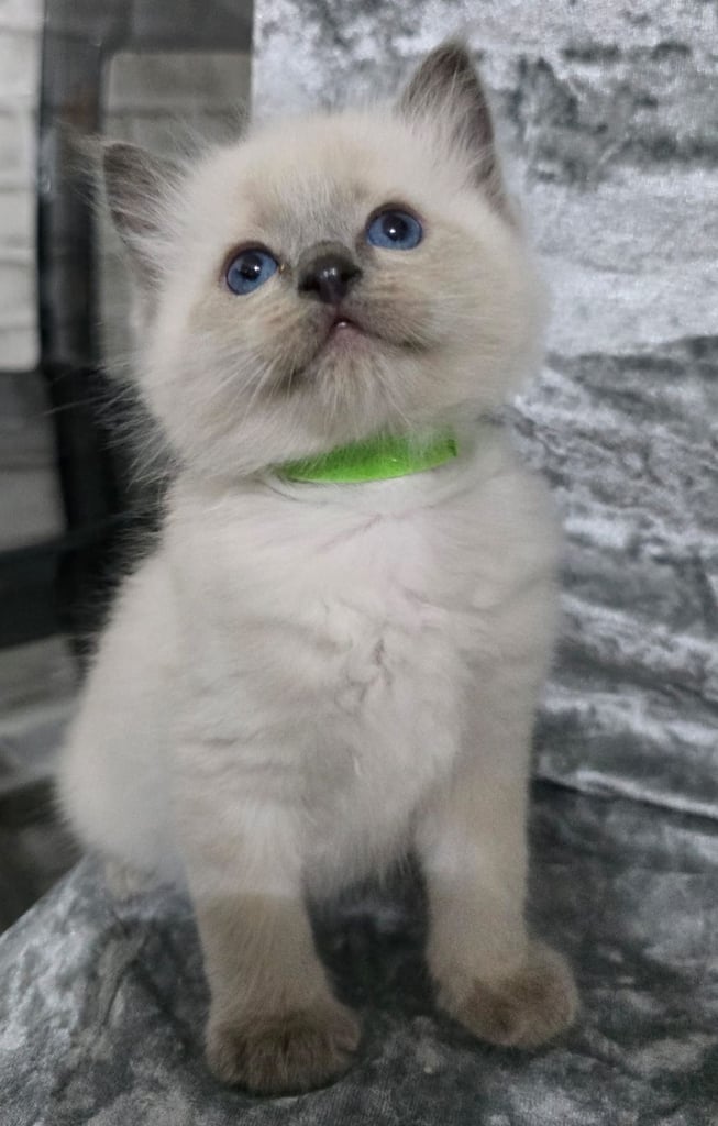 Stunning Ragdoll Male Kittens 
