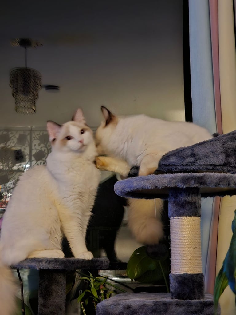 Two ragdolls 