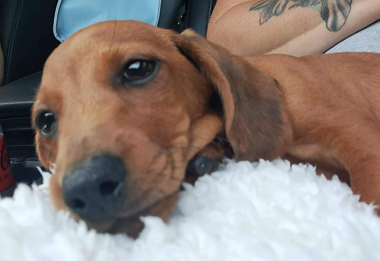 Miniature dachshund puppy