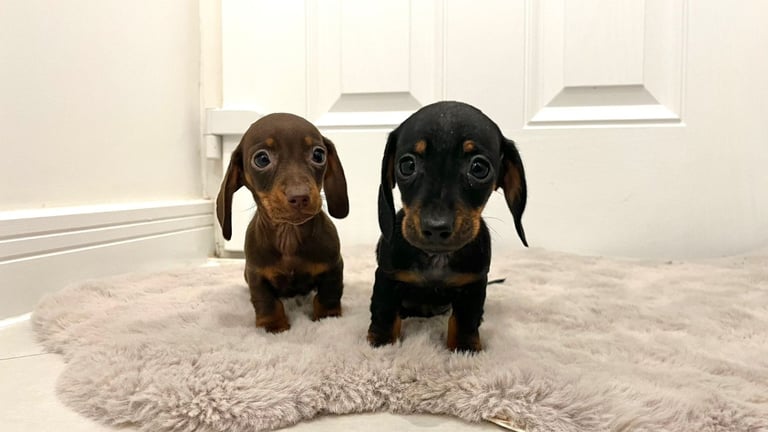 2 Miniature Dachshund Girl Puppies