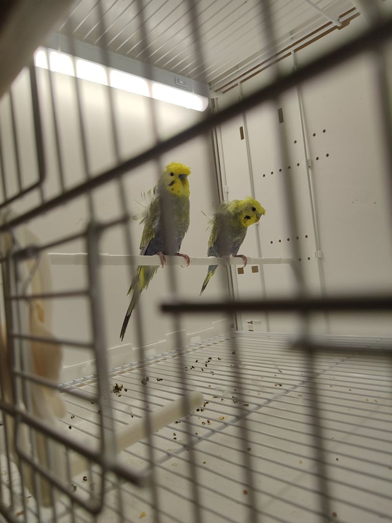 Rainbow helicopter  budgie pair in London 
