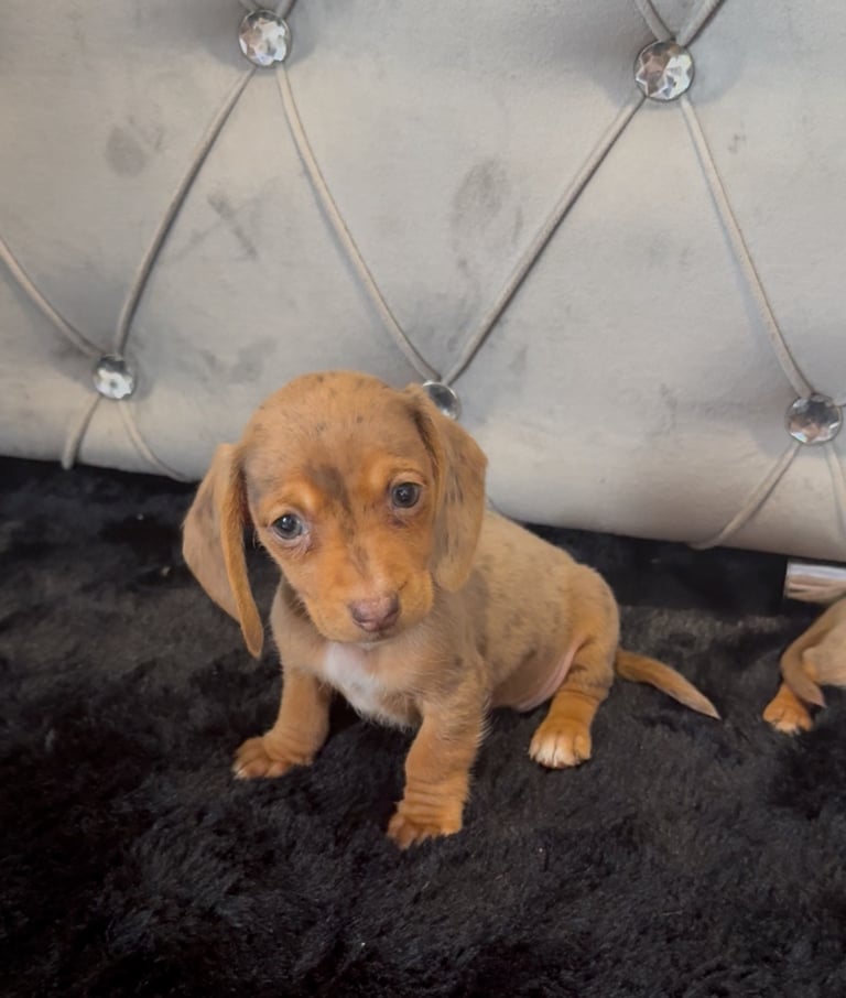 **ready for there new home *5 beautiful miniature dachshunds girls 