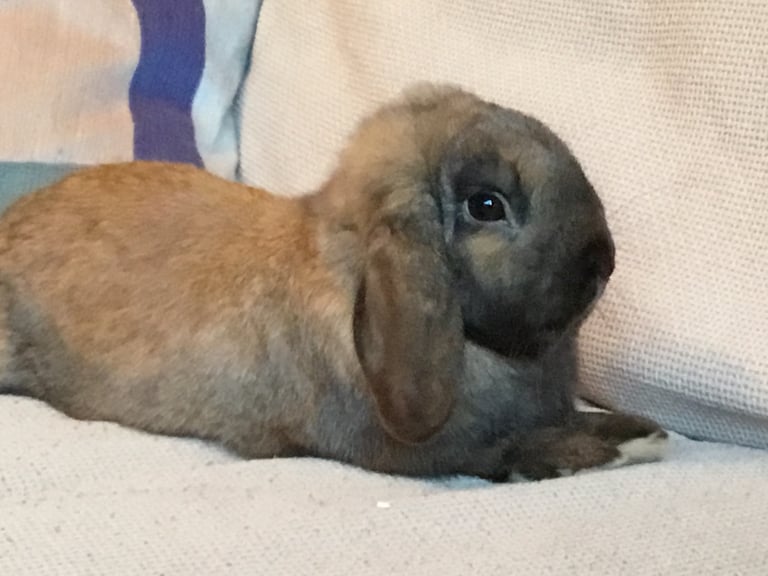 Two rabbits wanting a loving home