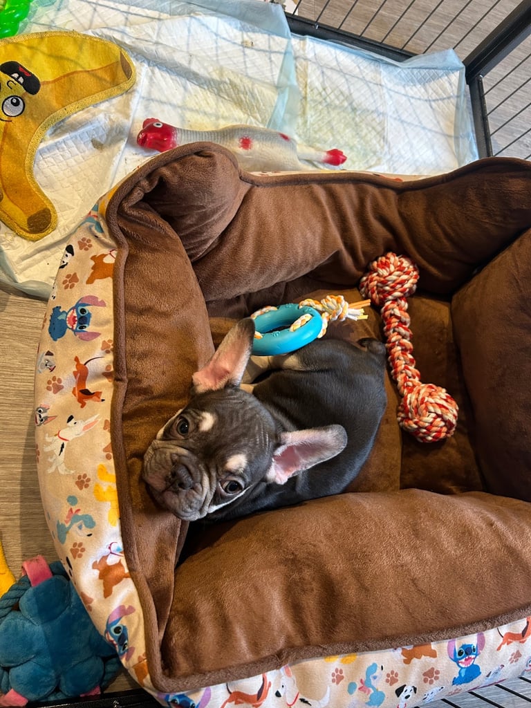 Adorable Male French Bulldog Pup Ready for Loving Home