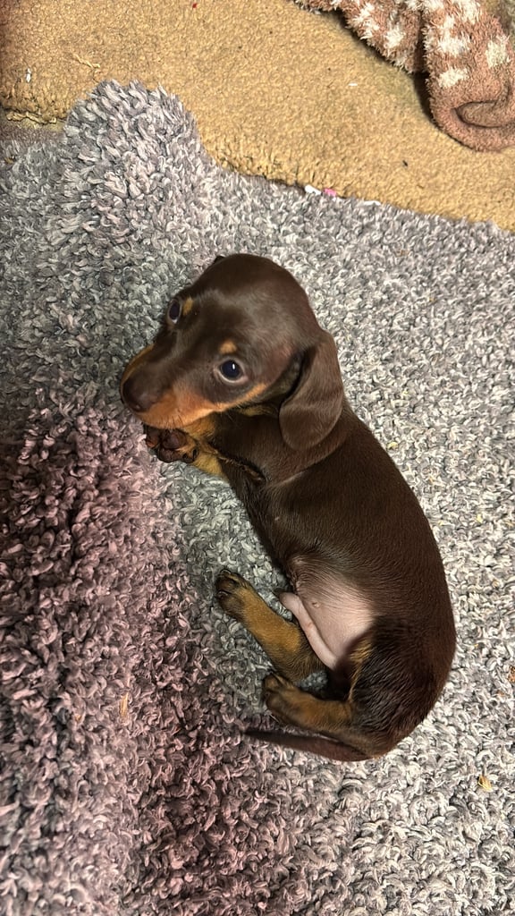 Miniature dachshund pups