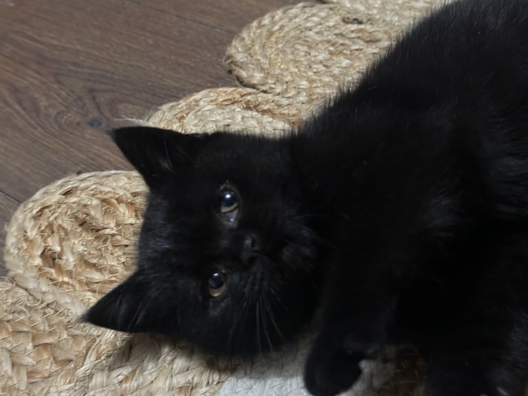Black British Shorthair - Kitten