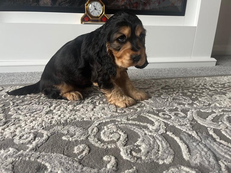 image for Show type cocker spaniels 