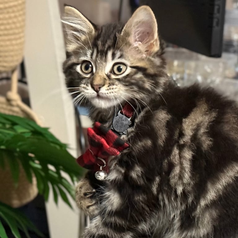 Stunning Ragamuffin X Main Coon Kittens