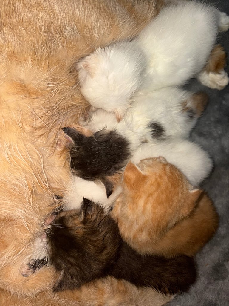 5 beautiful kittens