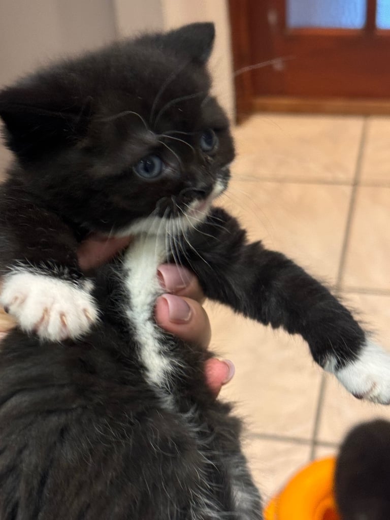 3 black kittens British short hair Edgware 