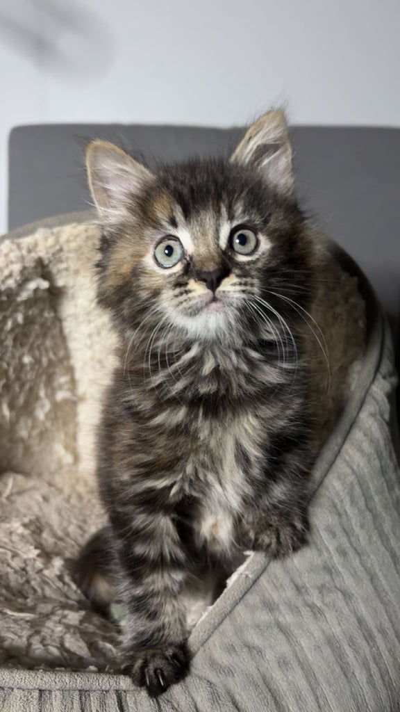 🐾 Adorable 8-Week-Old Female Siberian Kitten – Ready for Her New Home 🐾
