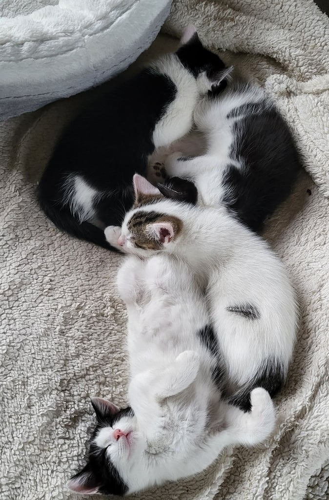 Three Beautiful Kittens for sale - All are reserved.