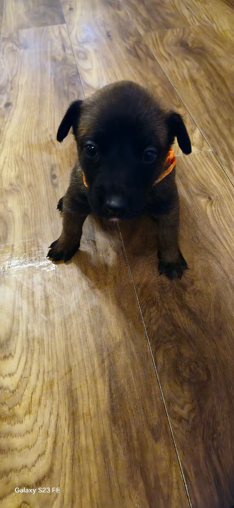 Stunning Belgian Malinois puppies for sale