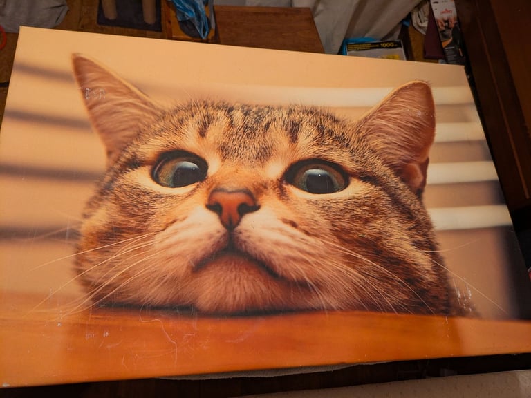 Cat canvas