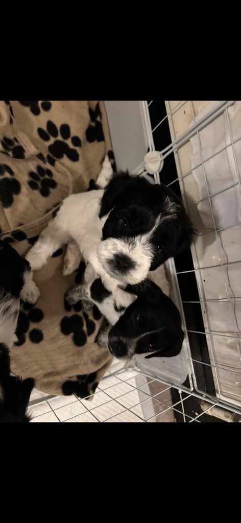 Mixed breed puppies