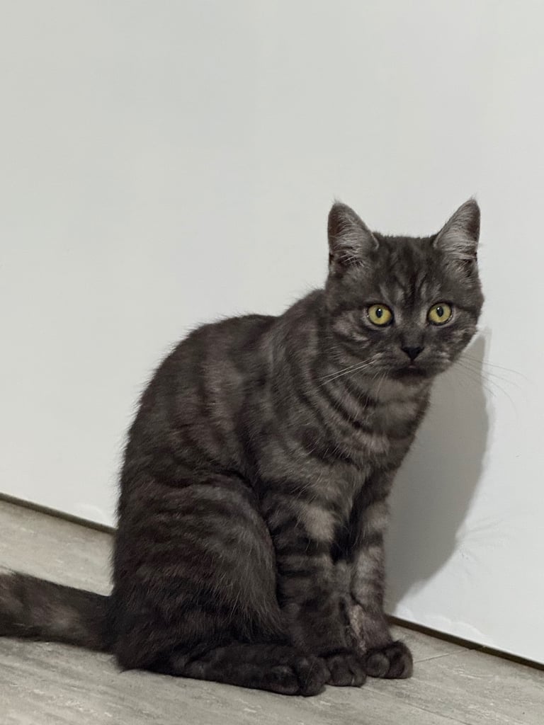 6 month old kitten 