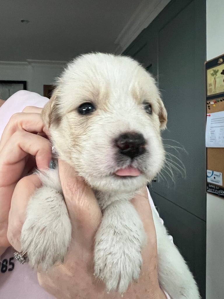 [Last Few] Rare Samshie puppy Litter (Samoyed x Welshie)