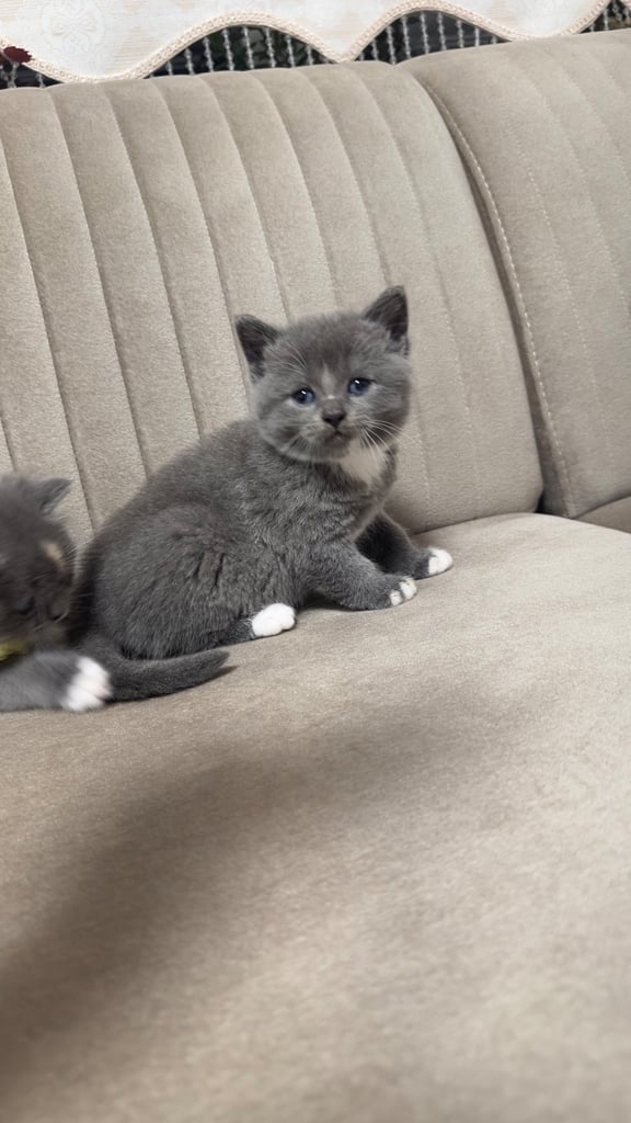 image for British shorthair grey - Black 