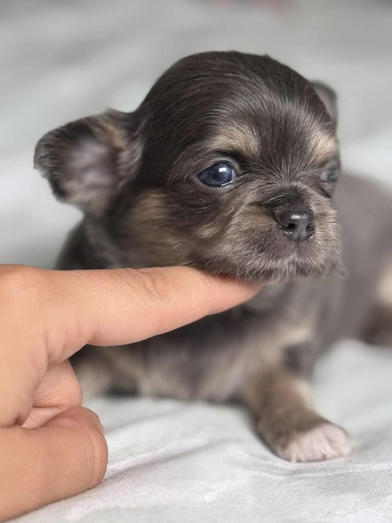 READY TO LEAVE SOON Blue Eye Merle, Tiny Longhair chihuahua 