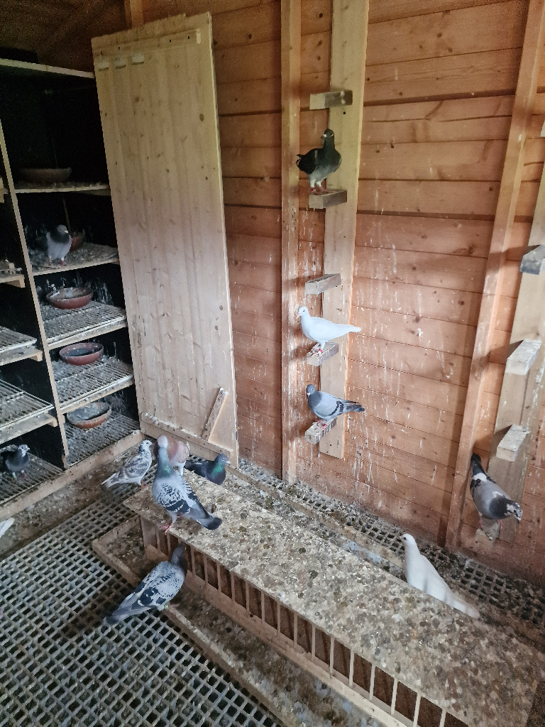 image for Pigeon 