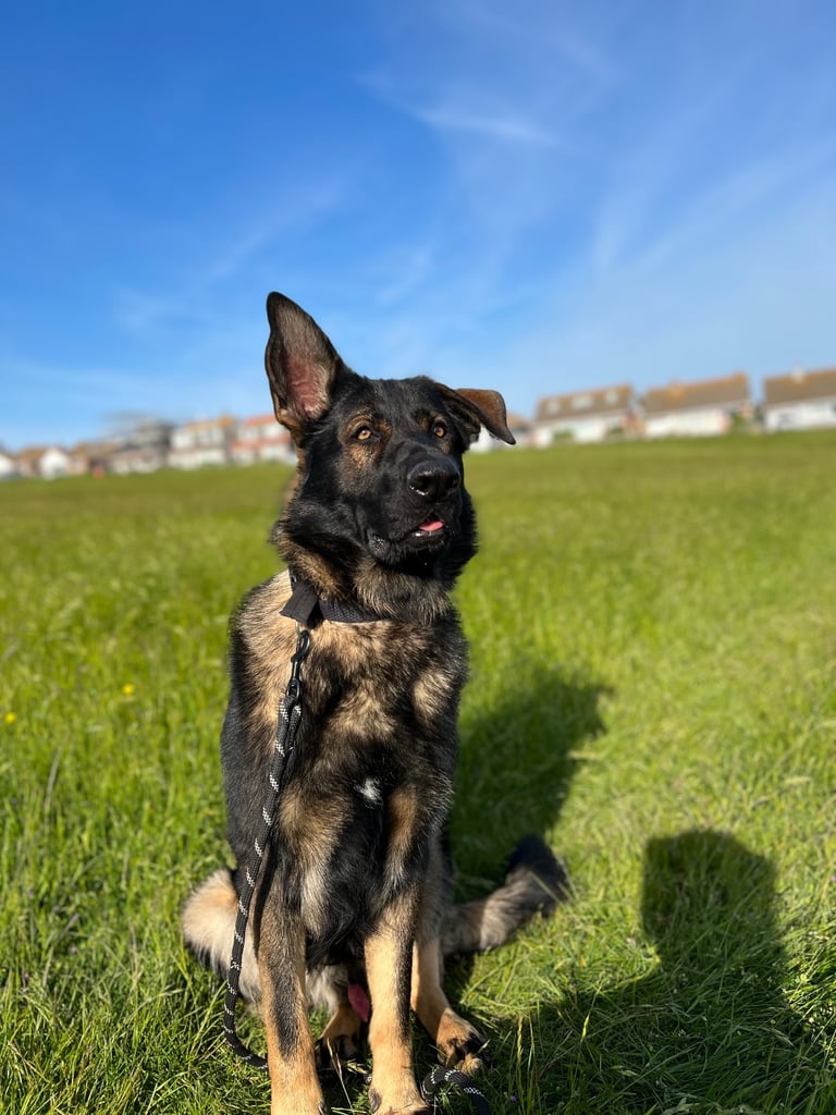 Male German Shepherd - 3.5 Years Old