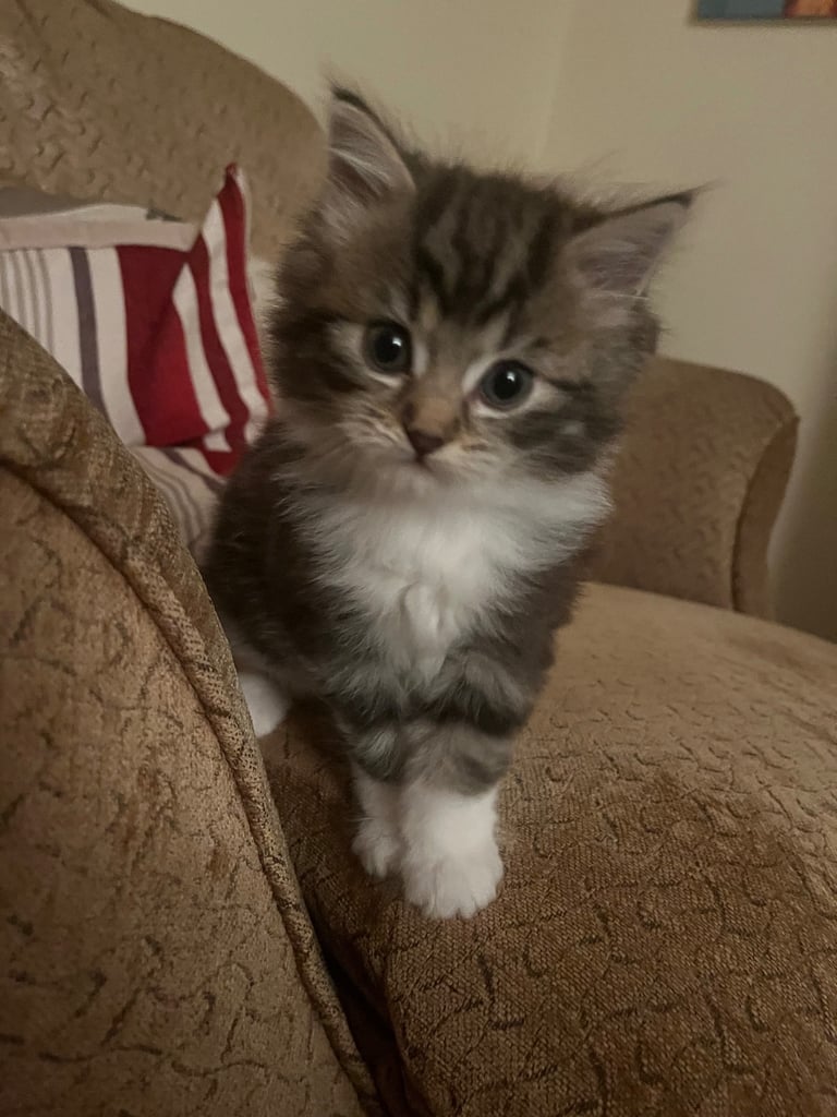 Fluffy girl kitten