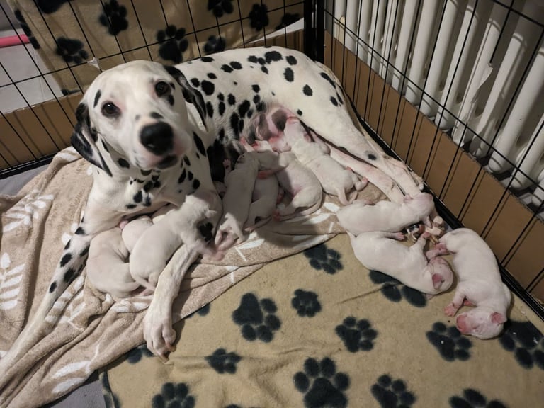 Dalmatians For Sale