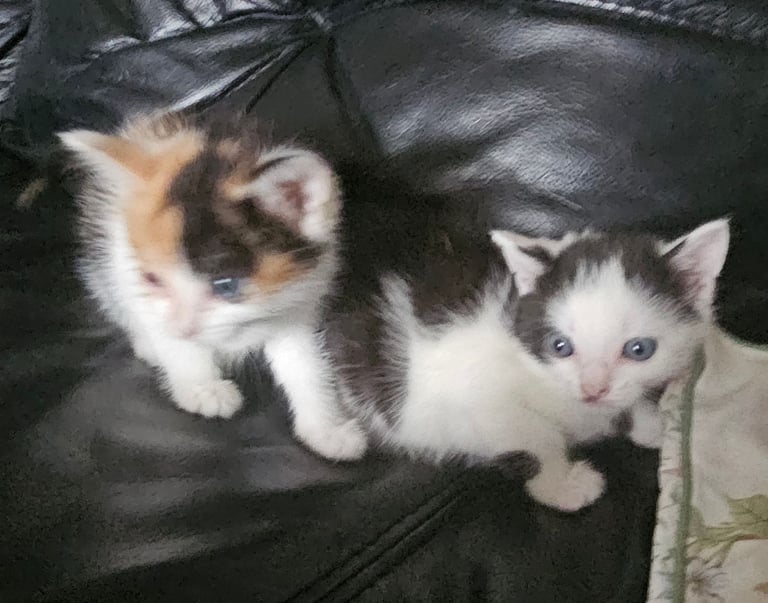 Kittens 