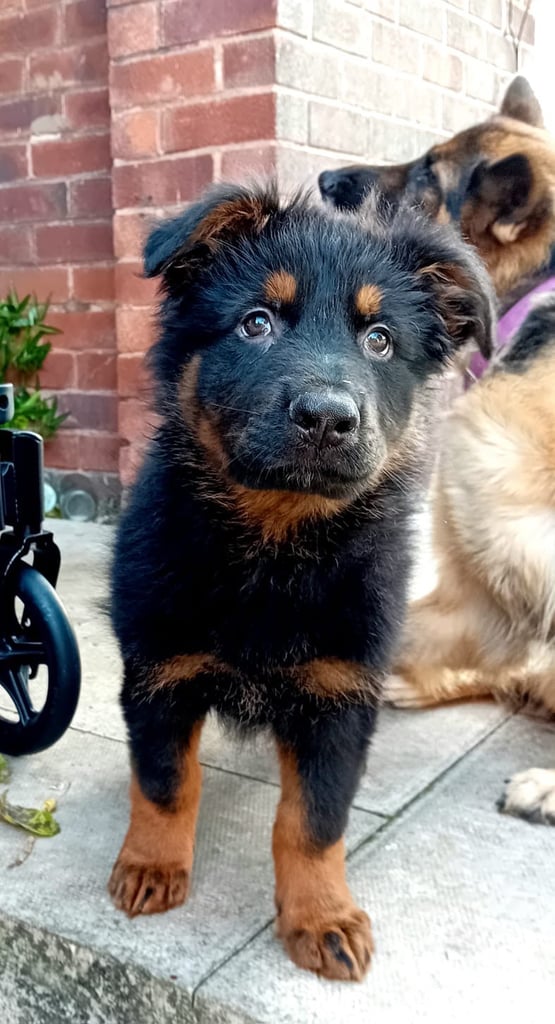 German shepherd puppy 