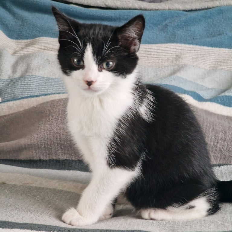 BLACK WHITE KITTEN GIRL 