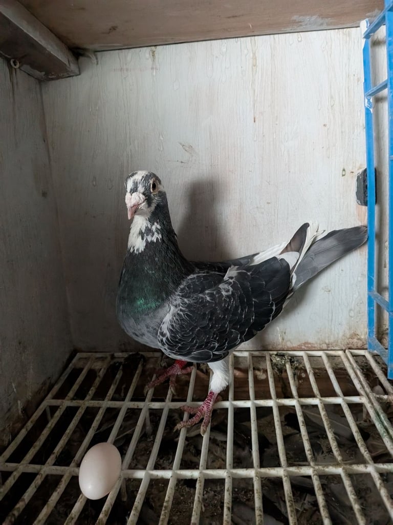 Pigeons for sale