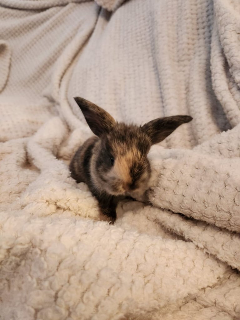 Baby rabbits 