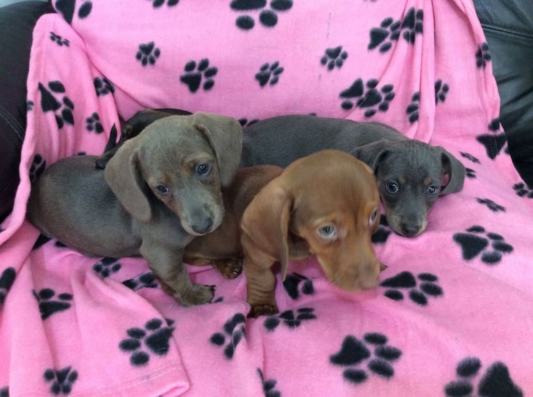 miniature dachshund 