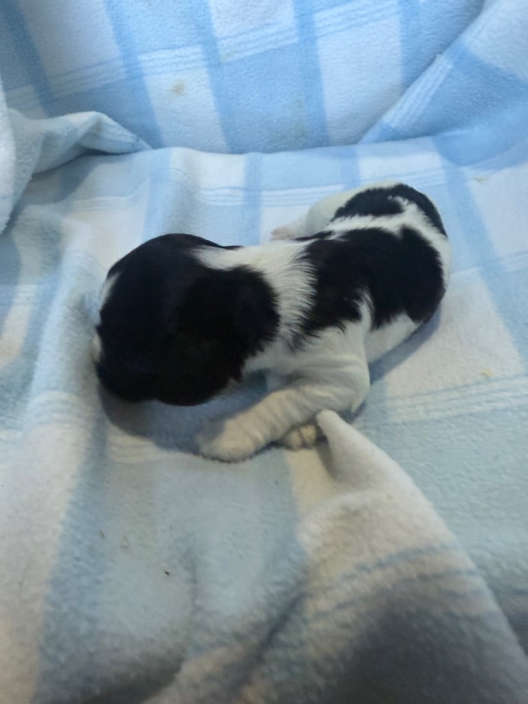 Pure cocker puppies 1 bitch left and 2 dogs left