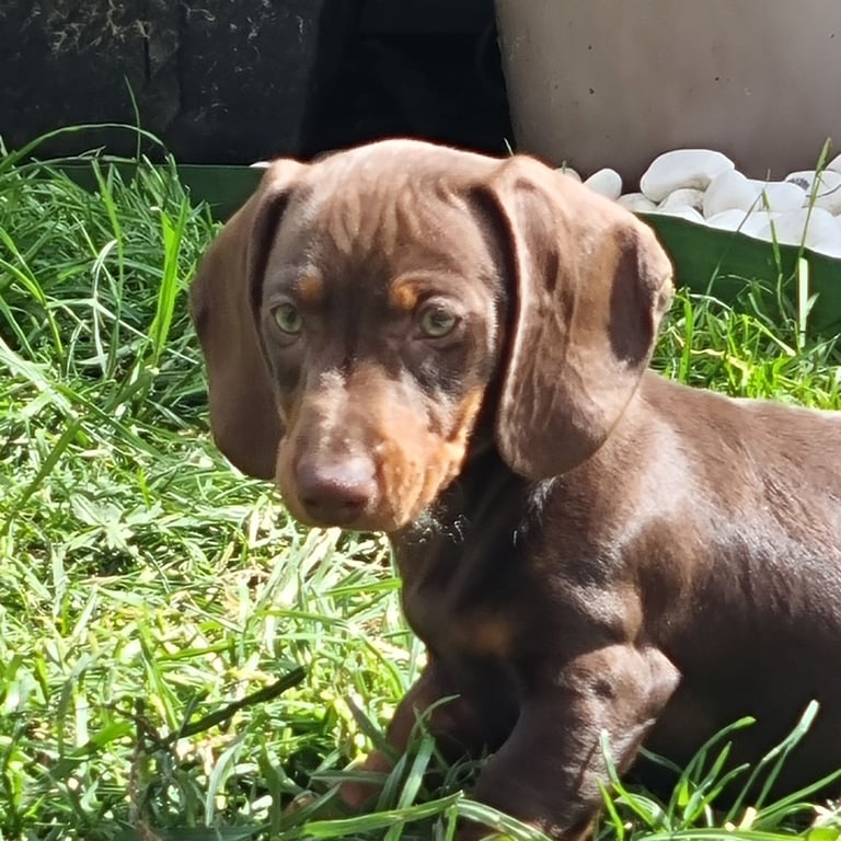 Miniature smooth coat chocolate and tan duchhund puppies 