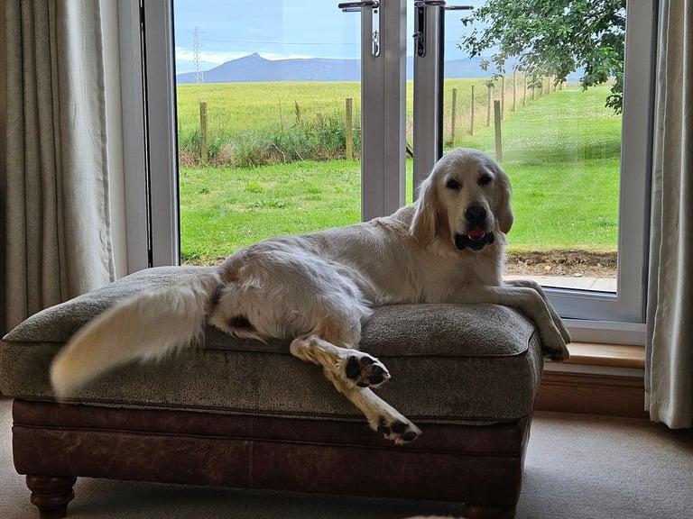 Bonnie - Beautiful Cream Retriever