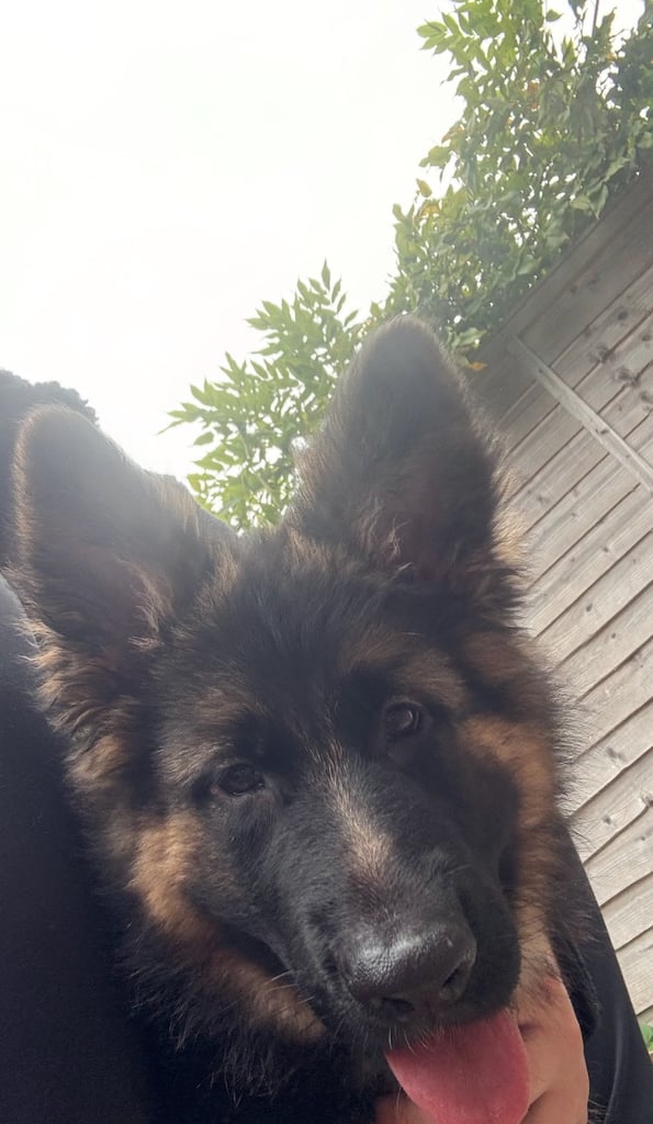 GSD puppy (F)