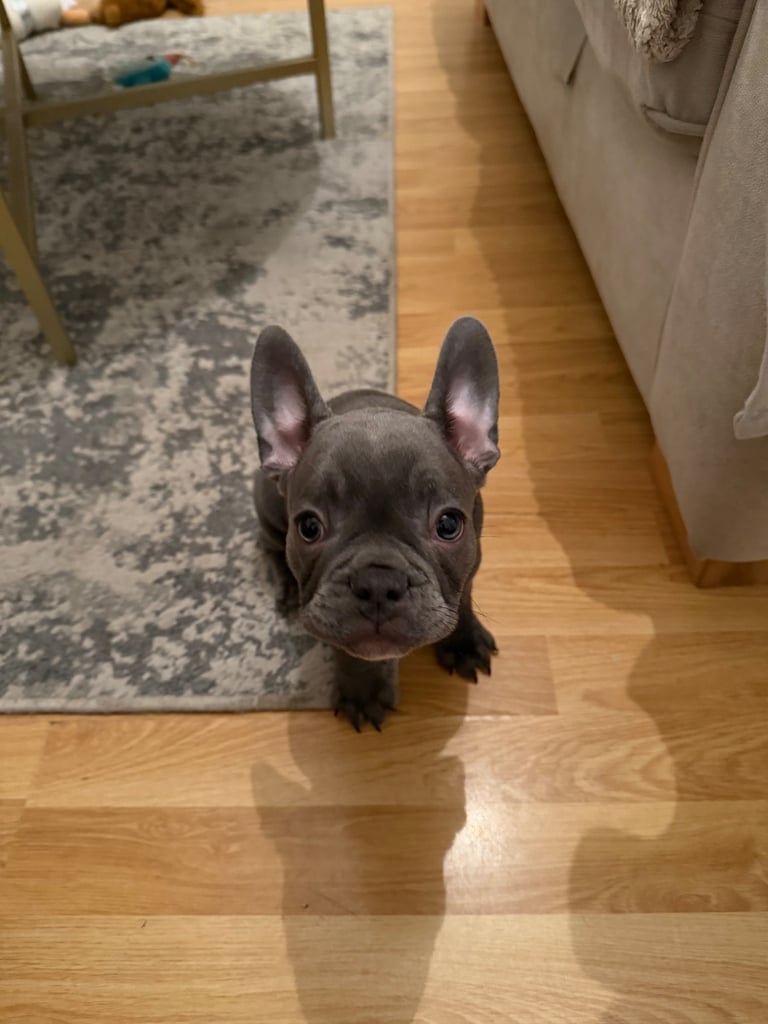French bulldog 