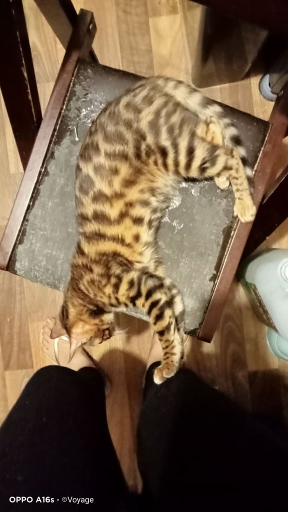 Female Bengal 