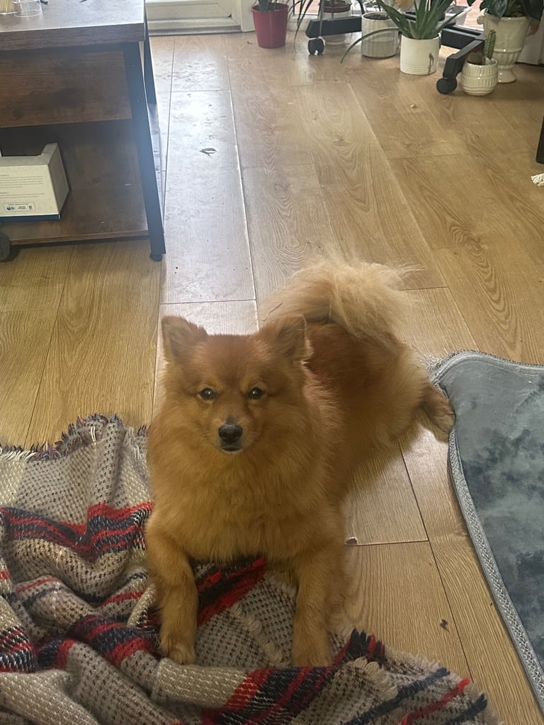 Pomeranian dog almost 3 years