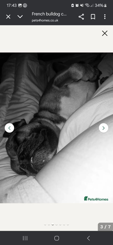 French bulldog crossed 