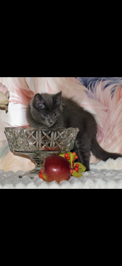 British short hair  x Russian blue 